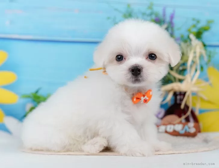 マルチーズ【神奈川県・男の子・2025年6月19日・ホワイト】🐶9
