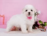 ビションフリーゼ【神奈川県・女の子・2025年5月27日・ホワイト】の写真5「🐶複数頭見学🐶大歓迎🎉一度の見学で他のワンちゃんたちも見れます💕」