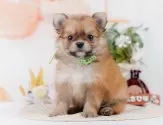 ポメチワ(ポメラニアン×チワワ)【神奈川県・男の子・2025年5月7日・レッド】の写真5「🐶複数頭見学🐶大歓迎🎉一度の見学で他のワンちゃんたちも見れます💕」