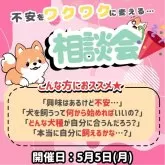 ポメラニアン【神奈川県・女の子・2025年3月11日・クリーム】の写真6「🐶相談会開催🎉プロにお迎え前の不安をなんでも相談できちゃいます🎶」