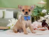 チワワ(スムース)【神奈川県・男の子・2025年5月2日・フォーン】の写真5「🐶複数頭見学🐶大歓迎🎉一度の見学で他のワンちゃんたちも見れます💕」
