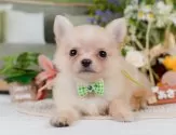 チワワ(ロング)【神奈川県・男の子・2025年4月10日・クリーム】の写真5「🐶複数頭見学🐶大歓迎🎉一度の見学で他のワンちゃんたちも見れます💕」