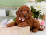 コッカープープー(コッカープー×プードル)【神奈川県・女の子・2025年3月26日・レッド】の写真5「🐶複数頭見学🐶大歓迎🎉一度の見学で他のワンちゃんたちも見れます💕」