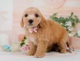 マルプー(マルチーズ×トイプードル)【神奈川県・女の子・2025年4月10日・アプリコット】の写真5「🐶複数頭見学🐶大歓迎🎉一度の見学で他のワンちゃんたちも見れます💕」