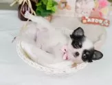 チワワ(ロング)【神奈川県・女の子・2025年5月10日・ホワイト&ブラックタン】の写真5「🐶複数頭見学🐶大歓迎🎉一度の見学で他のワンちゃんたちも見れます💕」