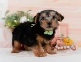 ヨークシャーテリア【神奈川県・男の子・2025年5月27日・スティールブルー&タン】の写真5「🐶複数頭見学🐶大歓迎🎉一度の見学で他のワンちゃんたちも見れます💕」