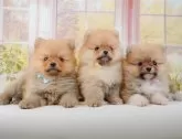 ポメラニアン【神奈川県・男の子・2025年1月5日・オレンジ】の写真5「🐶複数頭見学🐶大歓迎🎉一度の見学で他のワンちゃんたちも見れます💕」