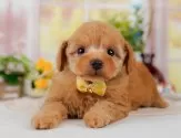 トイプードル(トイ)【神奈川県・女の子・2025年4月15日・アプリコット】の写真5「🐶複数頭見学🐶大歓迎🎉一度の見学で他のワンちゃんたちも見れます💕」