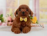 タイニープードル【神奈川県・女の子・2025年3月26日・レッド】の写真5「🐶複数頭見学🐶大歓迎🎉一度の見学で他のワンちゃんたちも見れます💕」