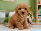 トイプードル(トイ)【神奈川県・女の子・2025年5月23日・レッド】の写真5「🐶複数頭見学🐶大歓迎🎉一度の見学で他のワンちゃんたちも見れます💕」