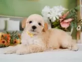 ミックス(ビションフリーゼ×トイプードル)【神奈川県・女の子・2025年3月28日・クリーム】の写真5「🐶複数頭見学🐶大歓迎🎉一度の見学で他のワンちゃんたちも見れます💕」