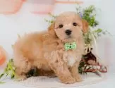 マルプー(マルチーズ×トイプードル)【神奈川県・男の子・2025年4月10日・アプリコット】の写真5「🐶複数頭見学🐶大歓迎🎉一度の見学で他のワンちゃんたちも見れます💕」