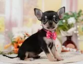 チワワ(スムース)【神奈川県・女の子・2025年7月19日・ブラック&タン】の写真5「🐶複数頭見学🐶大歓迎🎉一度の見学で他のワンちゃんたちも見れます💕」