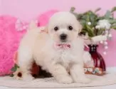 タイニープードル【神奈川県・女の子・2025年5月6日・クリーム】の写真5「🐶複数頭見学🐶大歓迎🎉一度の見学で他のワンちゃんたちも見れます💕」