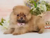 ポメラニアン【神奈川県・女の子・2025年8月13日・オレンジセーブル】の写真5「🐶複数頭見学🐶大歓迎🎉一度の見学で他のワンちゃんたちも見れます💕」