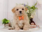 マルプー(マルチーズ×トイプードル)【神奈川県・男の子・2025年7月7日・クリーム】の写真5「🐶複数頭見学🐶大歓迎🎉一度の見学で他のワンちゃんたちも見れます💕」