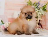 ポメラニアン【神奈川県・女の子・2025年6月23日・オレンジセーブル】の写真5「🐶複数頭見学🐶大歓迎🎉一度の見学で他のワンちゃんたちも見れます💕」