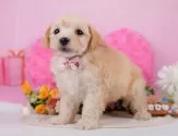 マルプー(マルチーズ×トイプードル)【神奈川県・女の子・2025年4月8日・クリーム】の写真5「🐶複数頭見学🐶大歓迎🎉一度の見学で他のワンちゃんたちも見れます💕」