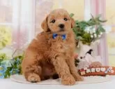 トイプードル(トイ)【神奈川県・男の子・2025年3月12日・レッド】の写真5「🐶複数頭見学🐶大歓迎🎉一度の見学で他のワンちゃんたちも見れます💕」