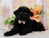 タイニープードル【神奈川県・女の子・2025年6月28日・ブラック】の写真5「🐶複数頭見学🐶大歓迎🎉一度の見学で他のワンちゃんたちも見れます💕」