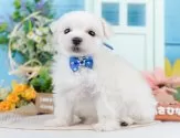 マルチーズ【神奈川県・男の子・2025年2月22日・ホワイト】の写真4「🌟全頭総額表示🌟接種済ワクチン代・マイクロチップ代・健康診断料込」
