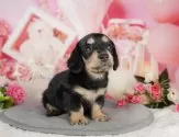 カニンヘンダックスフンド(ロング)【神奈川県・女の子・2025年7月1日・ブラック&タン】の写真5「🐶複数頭見学🐶大歓迎🎉一度の見学で他のワンちゃんたちも見れます💕」