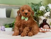 タイニープードル【神奈川県・男の子・2025年5月2日・レッド】の写真5「🐶複数頭見学🐶大歓迎🎉一度の見学で他のワンちゃんたちも見れます💕」