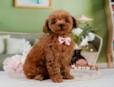 タイニープードル【神奈川県・女の子・2025年7月5日・レッド】の写真5「🐶複数頭見学🐶大歓迎🎉一度の見学で他のワンちゃんたちも見れます💕」