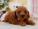 タイニープードル【神奈川県・男の子・2025年4月5日・レッド】の写真5「🐶複数頭見学🐶大歓迎🎉一度の見学で他のワンちゃんたちも見れます💕」