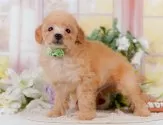 タイニープードル【神奈川県・男の子・2025年8月1日・アプリコット】の写真5「🐶複数頭見学🐶大歓迎🎉一度の見学で他のワンちゃんたちも見れます💕」