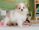 ポメラニアン【神奈川県・女の子・2025年4月10日・パーティー】の写真5「🐶複数頭見学🐶大歓迎🎉一度の見学で他のワンちゃんたちも見れます💕」