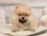 ポメラニアン【神奈川県・男の子・2025年4月14日・クリームセーブル】の写真5「🐶複数頭見学🐶大歓迎🎉一度の見学で他のワンちゃんたちも見れます💕」