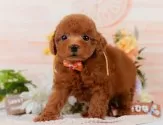 タイニープードル【神奈川県・男の子・2025年5月11日・レッド】の写真5「🐶複数頭見学🐶大歓迎🎉一度の見学で他のワンちゃんたちも見れます💕」