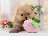 ポメラニアン【神奈川県・女の子・2025年3月24日・オレンジ】の写真5「🐶複数頭見学🐶大歓迎🎉一度の見学で他のワンちゃんたちも見れます💕」