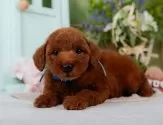 トイプードル(トイ)【神奈川県・男の子・2025年3月31日・レッド】の写真5「🐶複数頭見学🐶大歓迎🎉一度の見学で他のワンちゃんたちも見れます💕」
