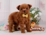 タイニープードル【神奈川県・女の子・2025年7月5日・レッド】の写真5「🐶複数頭見学🐶大歓迎🎉一度の見学で他のワンちゃんたちも見れます💕」