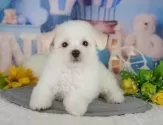 ビションフリーゼ【神奈川県・女の子・2025年8月5日・ホワイト】の写真5「🐶複数頭見学🐶大歓迎🎉一度の見学で他のワンちゃんたちも見れます💕」