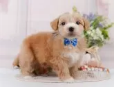マルプー(マルチーズ×トイプードル)【神奈川県・男の子・2025年3月5日・アプリコット】の写真5「🐶複数頭見学🐶大歓迎🎉一度の見学で他のワンちゃんたちも見れます💕」