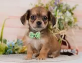 チワックス(チワワ×ダックスフンド)【神奈川県・男の子・2025年3月30日・シェーデッドレッド】の写真5「🐶複数頭見学🐶大歓迎🎉一度の見学で他のワンちゃんたちも見れます💕」