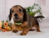 ミニチュアダックスフンド(ロング)【神奈川県・男の子・2025年7月14日・シェーデッドレッド】の写真5「🐶複数頭見学🐶大歓迎🎉一度の見学で他のワンちゃんたちも見れます💕」