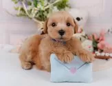 マルプー(マルチーズ×トイプードル)【神奈川県・男の子・2025年5月21日・アプリコット】の写真5「🐶複数頭見学🐶大歓迎🎉一度の見学で他のワンちゃんたちも見れます💕」