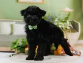 タイニープードル【神奈川県・男の子・2025年6月28日・ブラック】の写真5「🐶複数頭見学🐶大歓迎🎉一度の見学で他のワンちゃんたちも見れます💕」