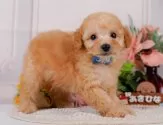 タイニープードル【神奈川県・男の子・2025年8月1日・アプリコット】の写真5「🐶複数頭見学🐶大歓迎🎉一度の見学で他のワンちゃんたちも見れます💕」