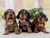 ミニチュアダックスフンド(ロング)【神奈川県・女の子・2025年3月5日・シルバーダップル】の写真8「🐶複数頭見学🐶大歓迎🎉一度の見学で他のワンちゃんたちも見れます💕」