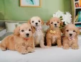 マルプー(マルチーズ×トイプードル)【神奈川県・女の子・2025年2月27日・アプリコット】の写真4「🐶複数頭見学🐶大歓迎🎉一度の見学で他のワンちゃんたちも見れます💕」