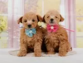 タイニープードル【神奈川県・男の子・2024年11月4日・アプリコット】の写真5「🐶複数頭見学🐶大歓迎🎉一度の見学で他のワンちゃんたちも見れます💕」