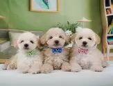 トイプードル(トイ)【神奈川県・女の子・2025年2月6日・クリーム】の写真5「🐶複数頭見学🐶大歓迎🎉一度の見学で他のワンちゃんたちも見れます💕」