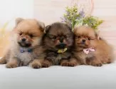 ポメラニアン【神奈川県・女の子・2025年2月10日・オレンジセーブル】の写真5「🐶複数頭見学🐶大歓迎🎉一度の見学で他のワンちゃんたちも見れます💕」