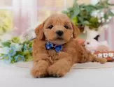 トイプードル(トイ)【神奈川県・男の子・2025年3月12日・レッド】の写真7「🐶複数頭見学🐶大歓迎🎉一度の見学で他のワンちゃんたちも見れます💕」