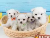 マルチーズ【神奈川県・男の子・2024年11月11日・ホワイト】の写真6「🐶複数頭見学🐶大歓迎🎉一度の見学で他のワンちゃんたちも見れます💕」